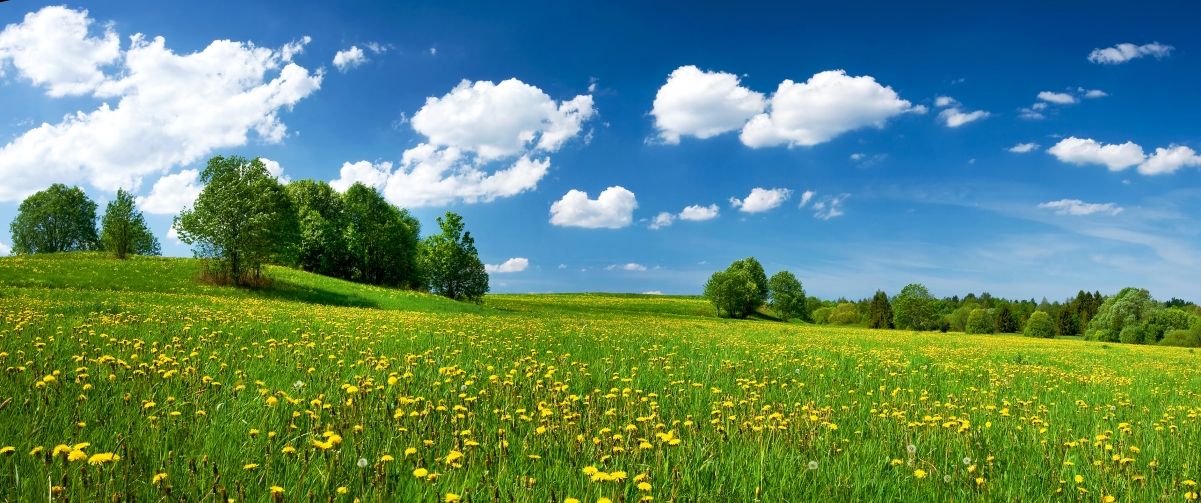 Blue sky, white clouds, bushes and flowers 3440