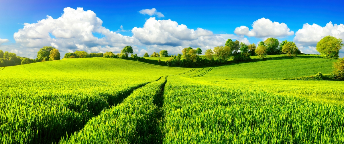 Blue sky and white clouds, green crops 3440