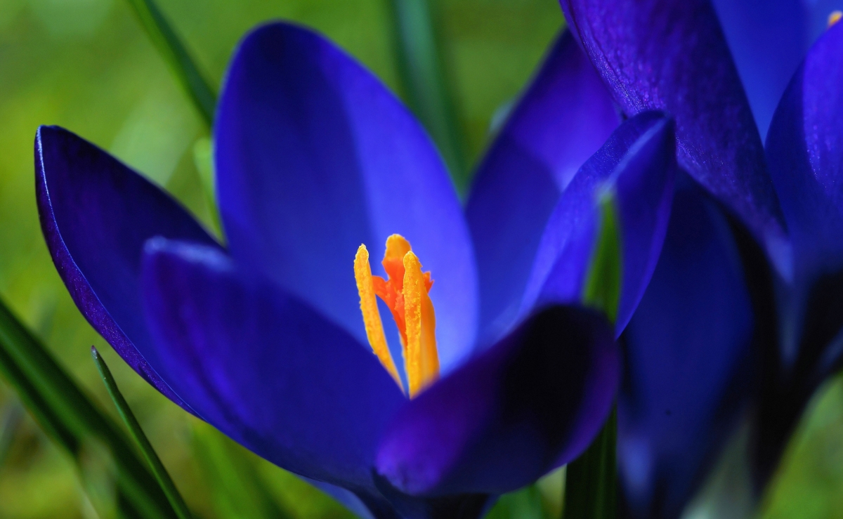 Blue Flowers HD 4K Wallpaper