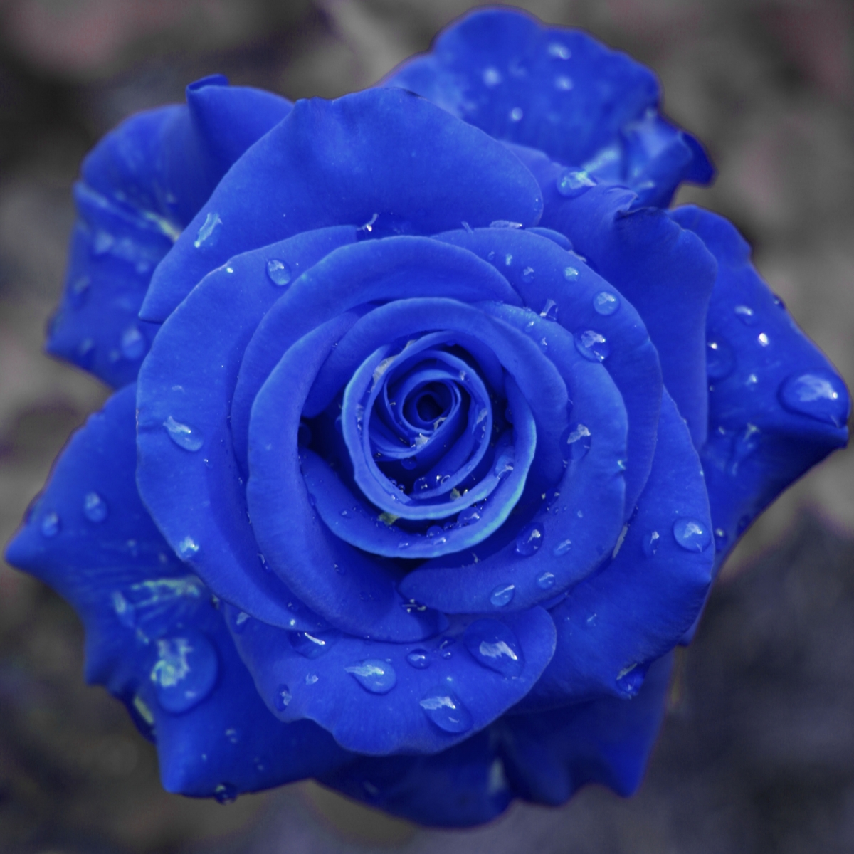 Blue rose flower 4k wallpaper
