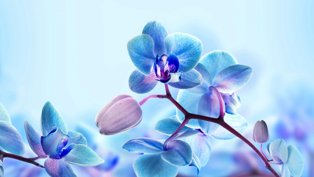 Blue Orchid 4k HD Wallpaper
