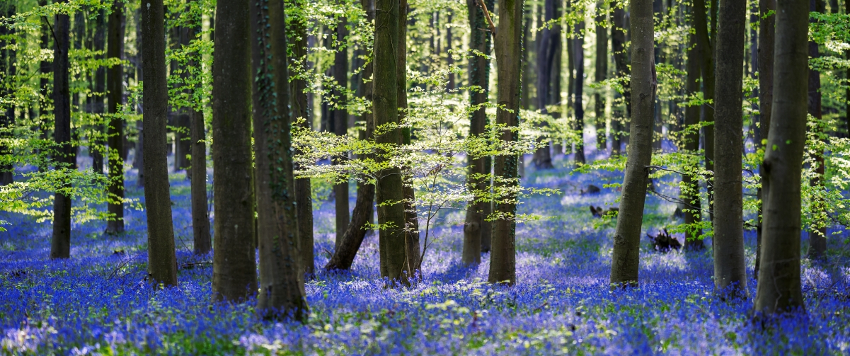 Bluebell Hyacinth Author By T