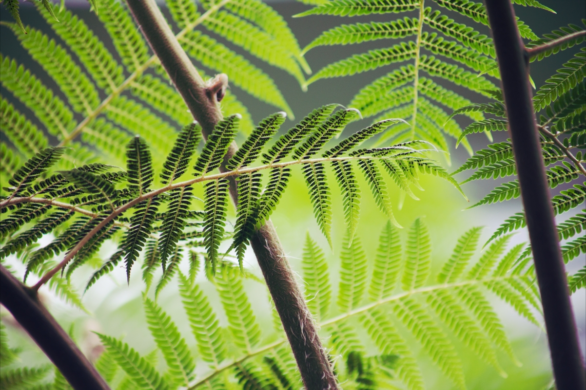 Fern green forest leaves