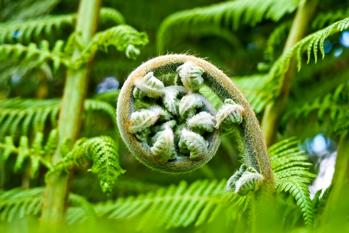 Fern flora, botanical garden, fern