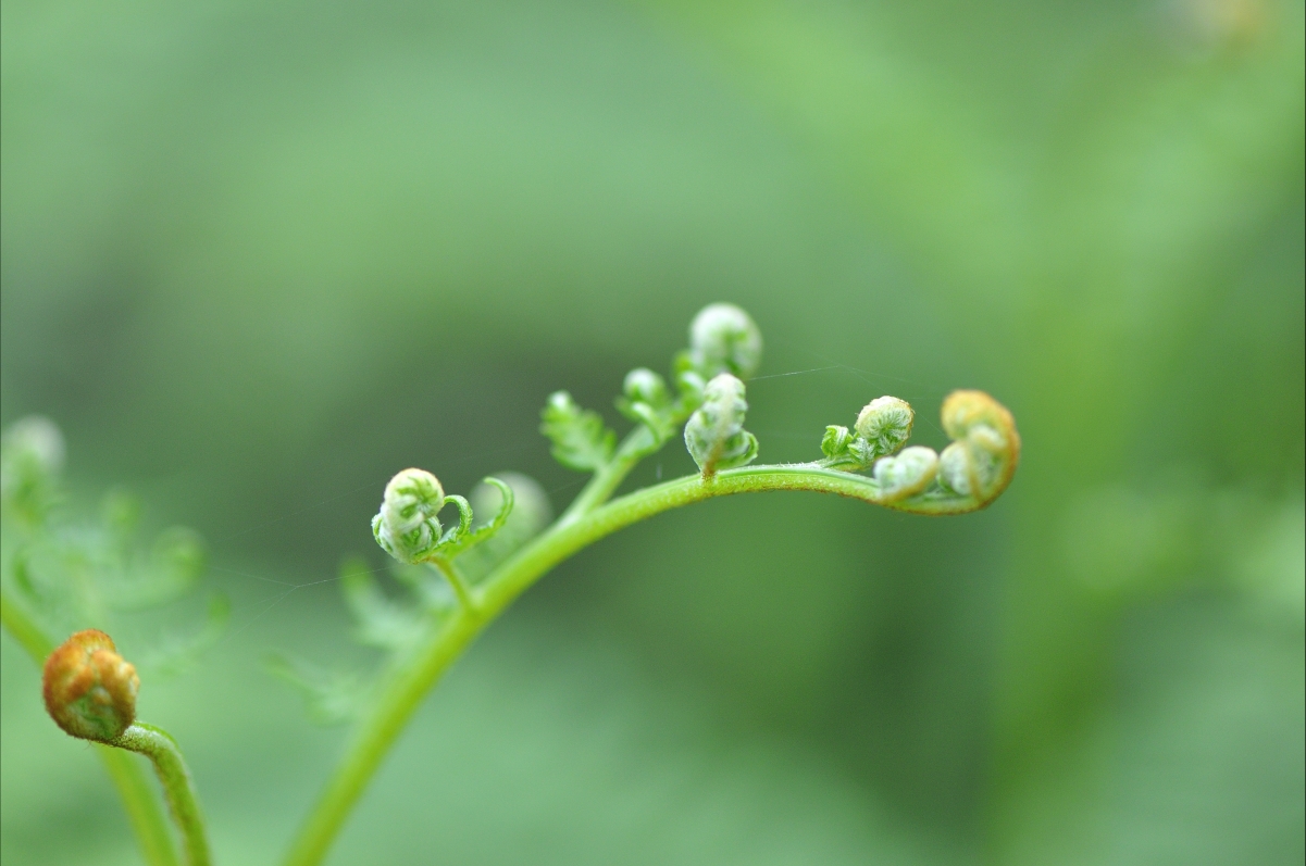 Bracken hd picture