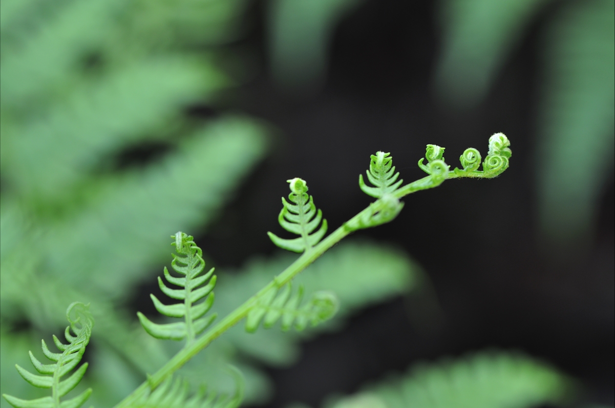 Bracken big picture