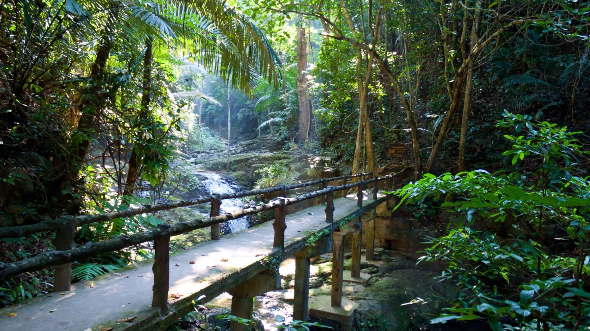 Quiet path, forest scenery, creek