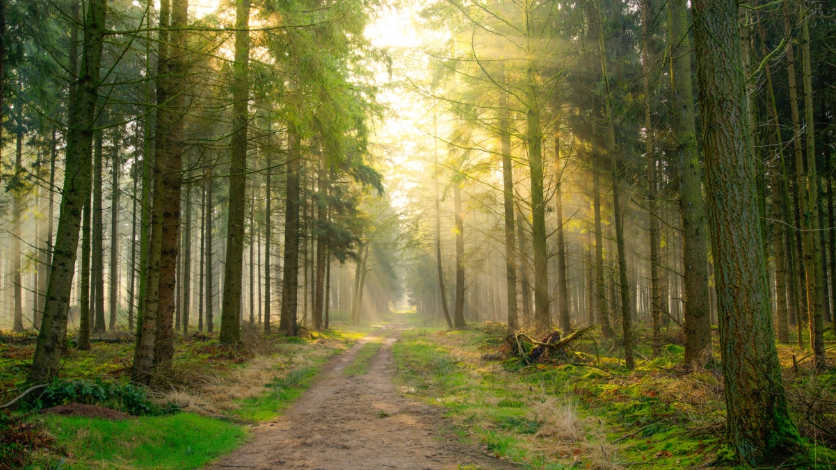 Quiet forest path sunshine 4k wind