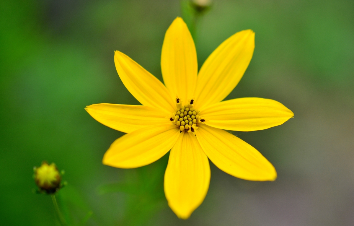 Coreopsis 5K Wallpaper