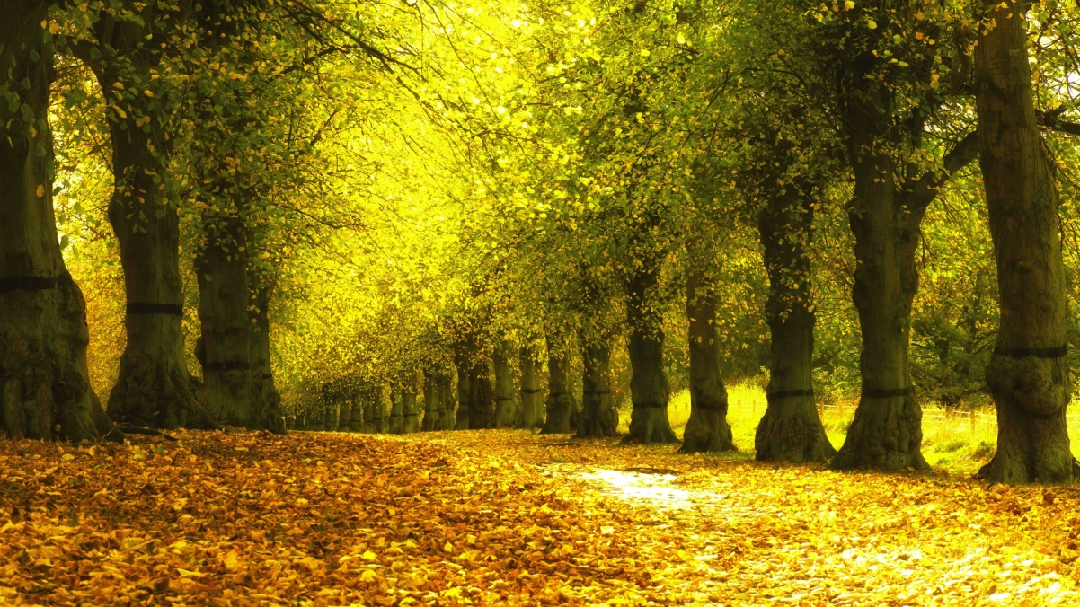 Golden autumn park trees