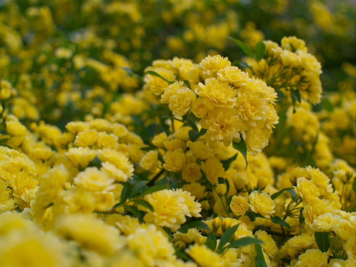 Yellow Rose Flower 4K Wallpaper