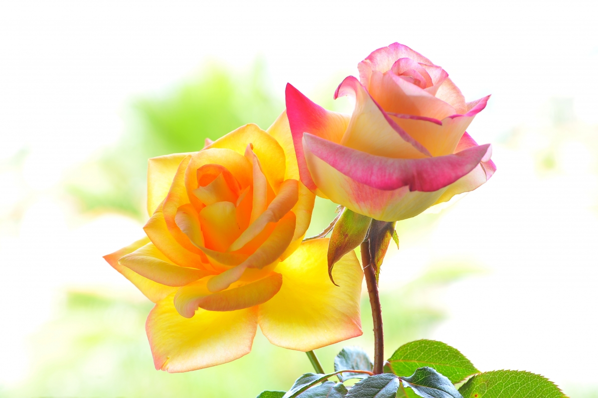 Yellow and pink rose petals flowers