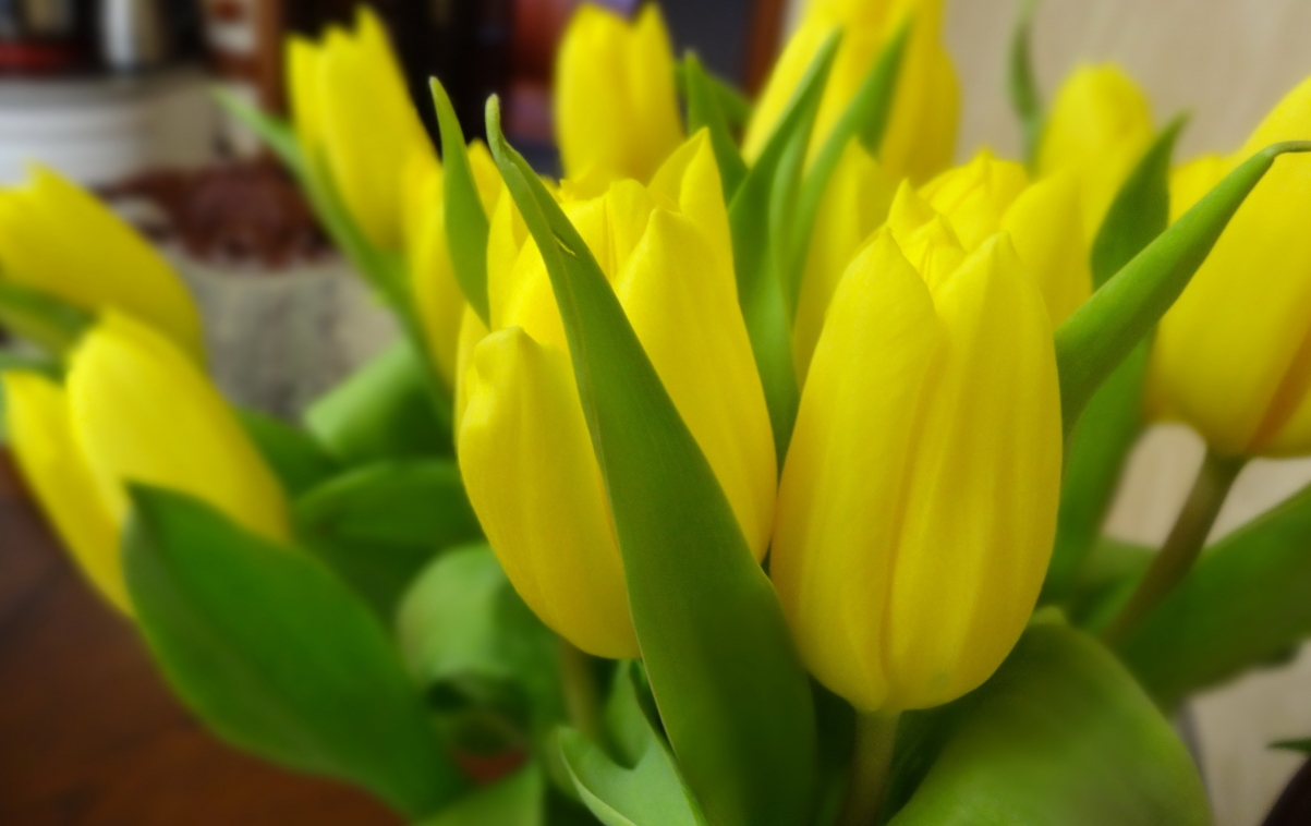 Yellow tulip flower picture
