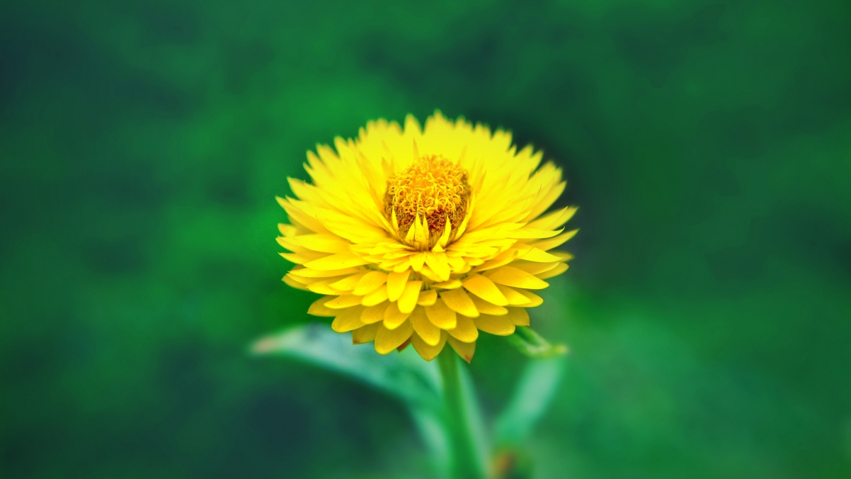 Yellow flowers coreopsis 4K wallpaper