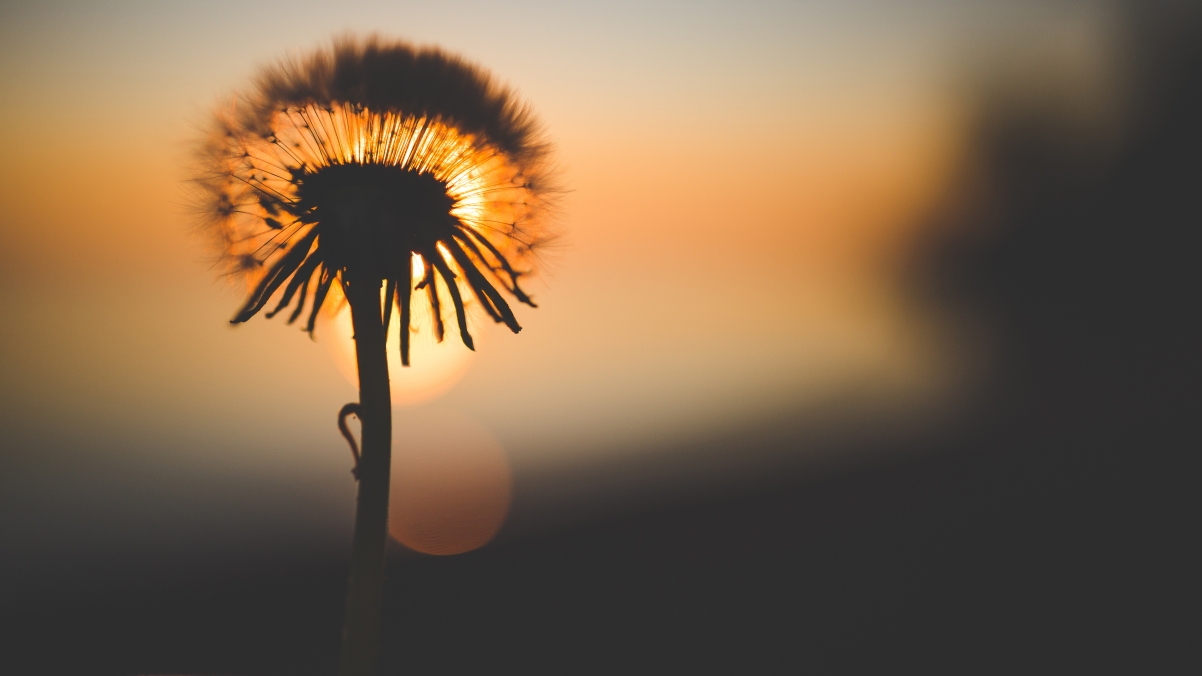 Dandelion at dusk 4K wallpaper