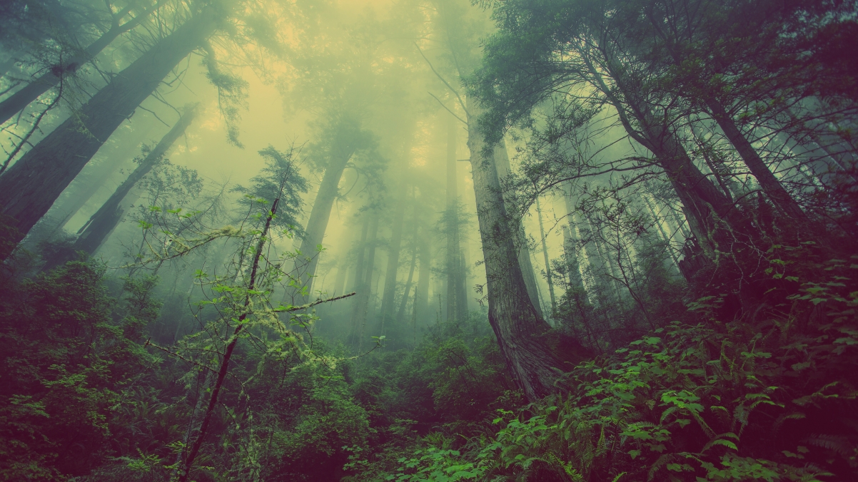 Desolate Forest 4K Landscape Wallpaper