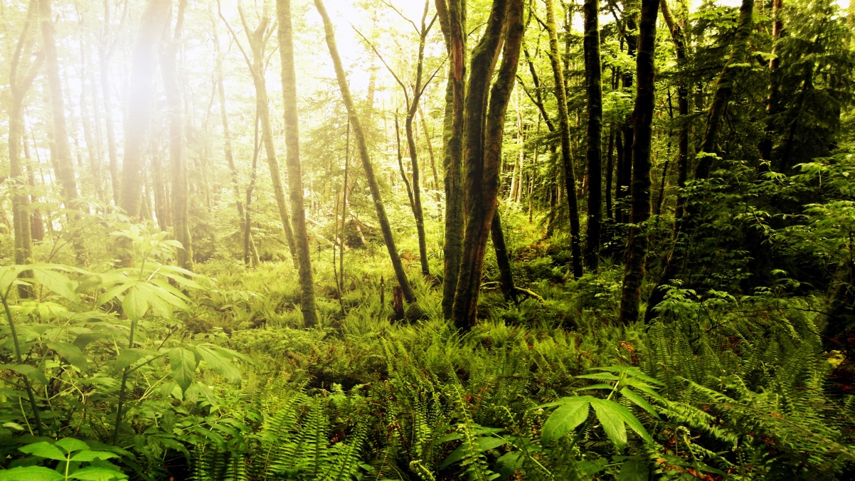 Washington State Forest 3840x216