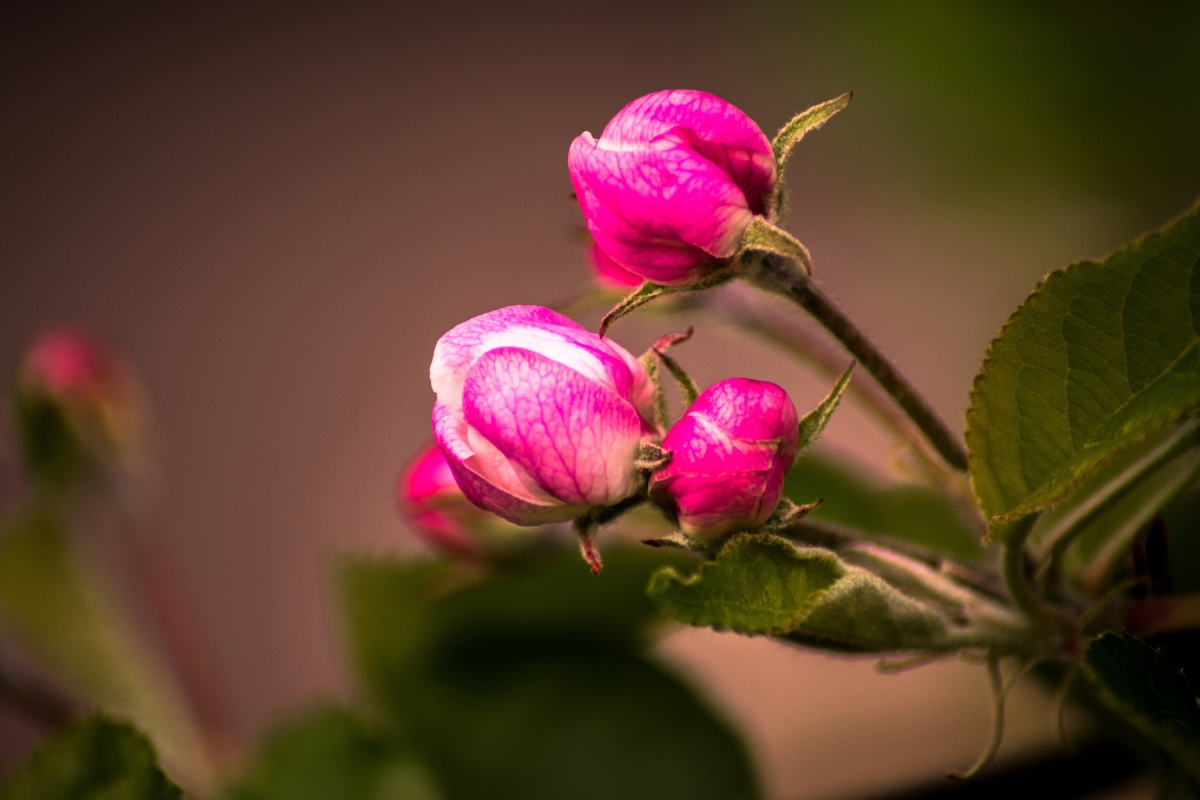 Garden nature blooming flowers 4k
