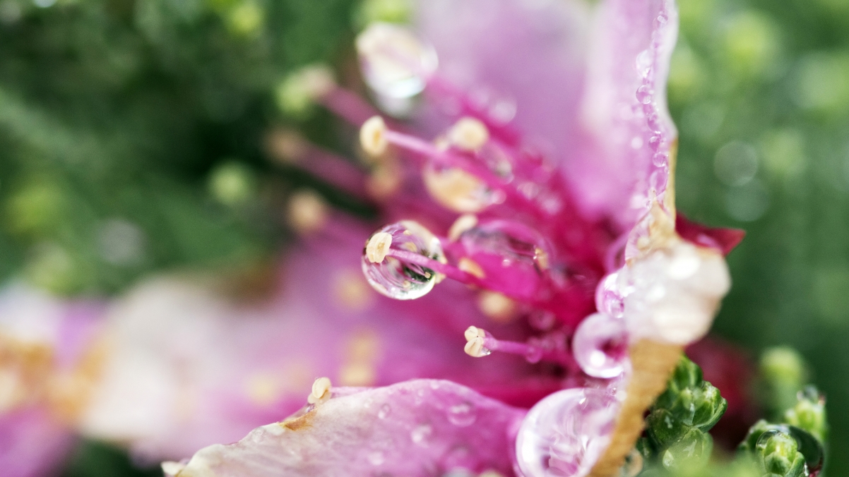 Flower Tears 4K Wallpaper