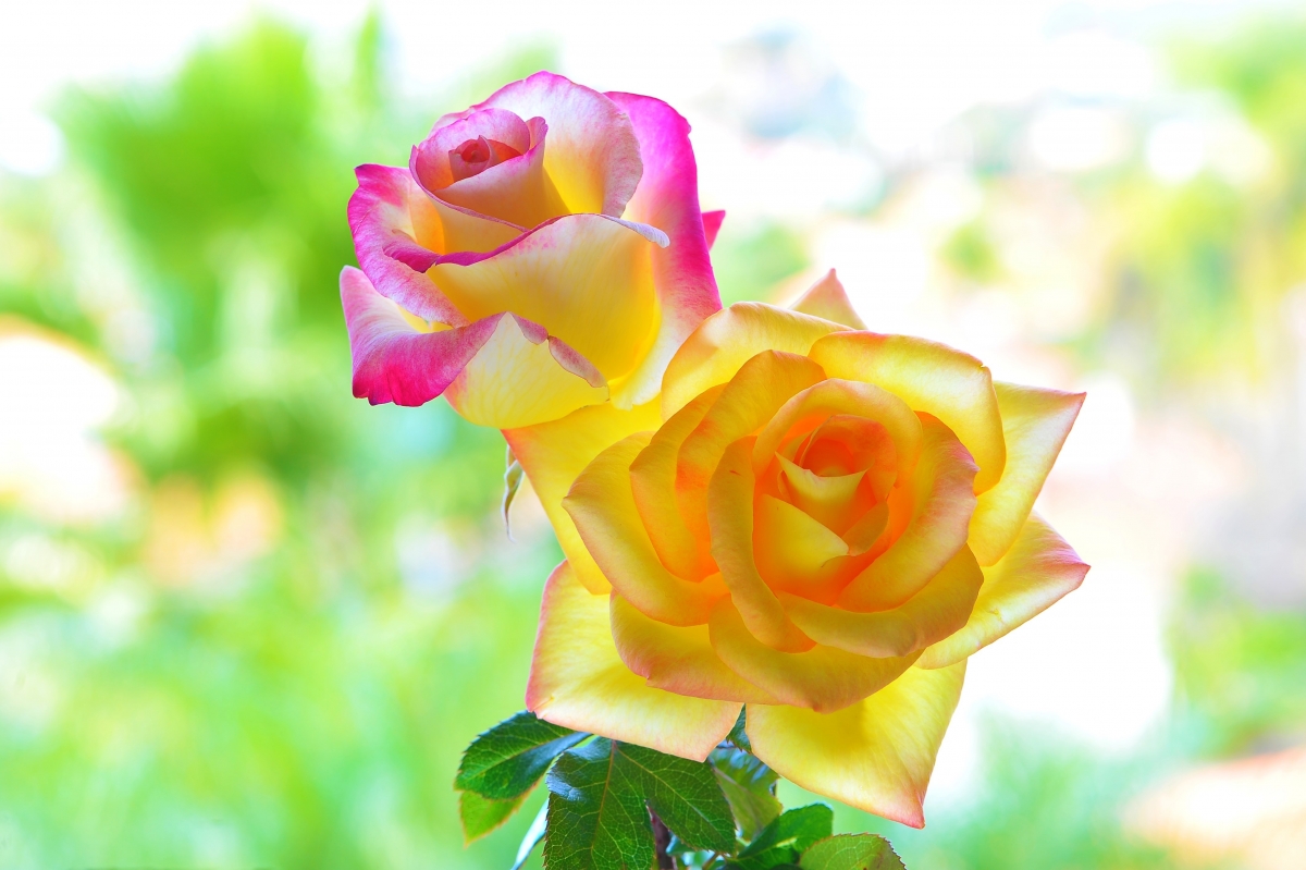 Rose petals background image