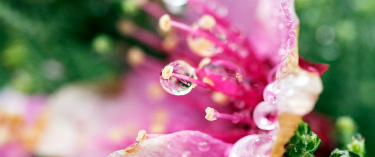 Flower 3440x1440 HD Wallpaper
