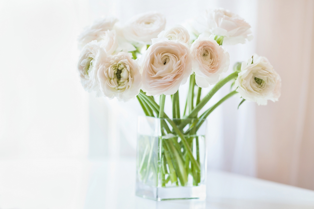 Flower, vase, window picture