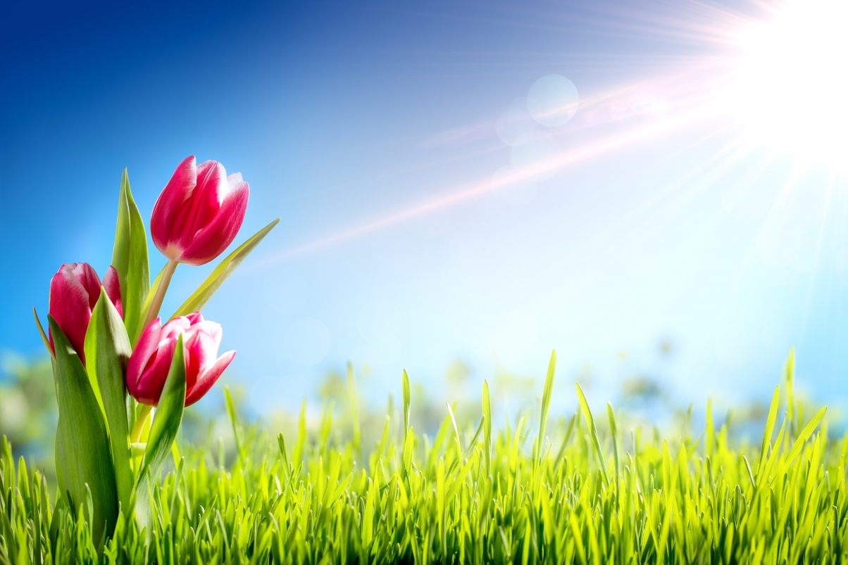 Flower tulip spring grass sunlight