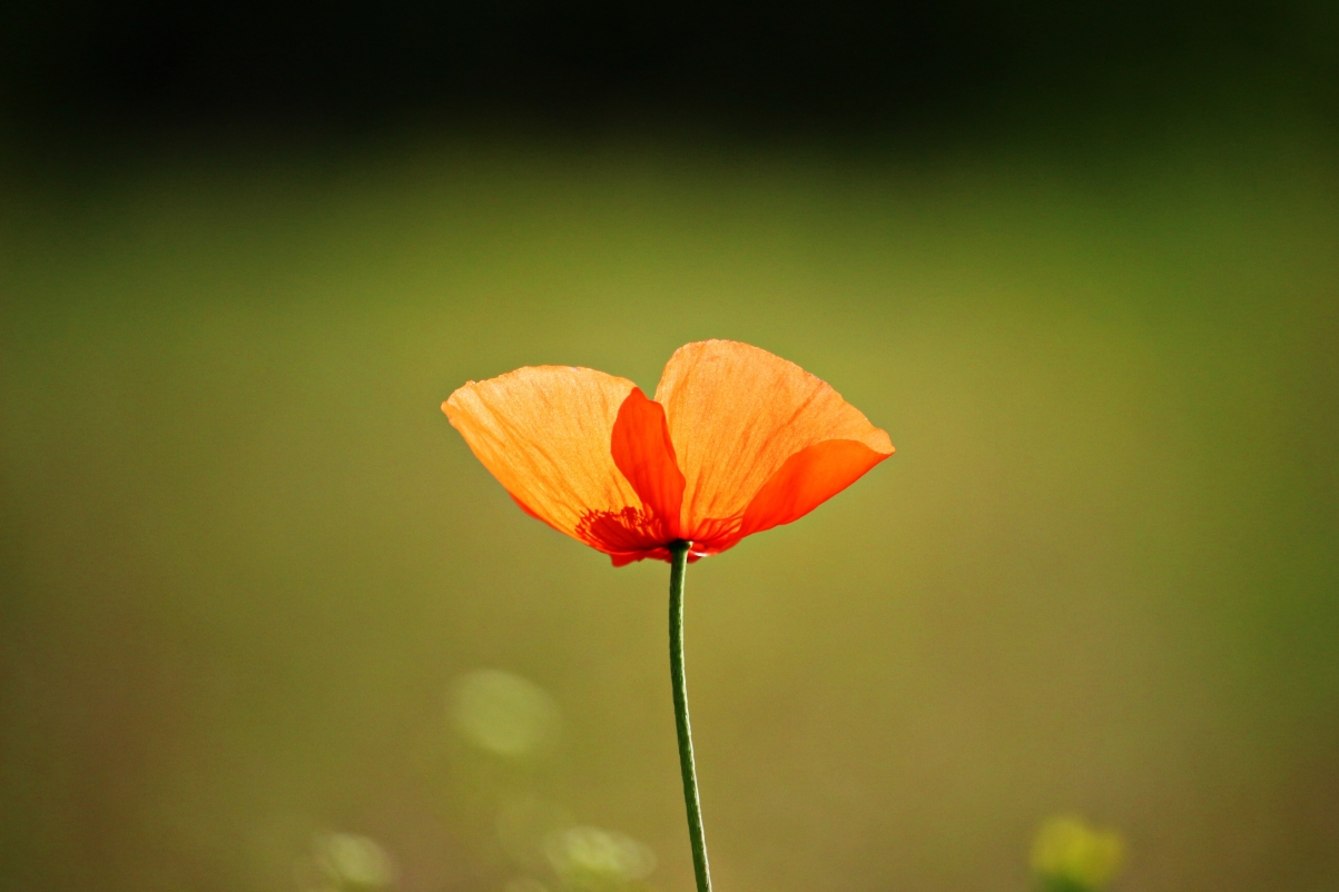 Flower poppy red poppy flowers poppy