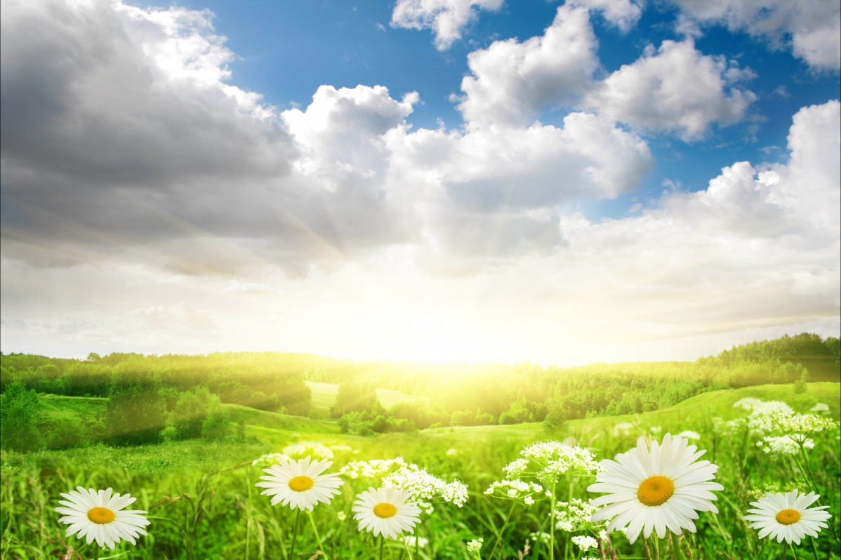 Flower daisy sky cloud sunlight