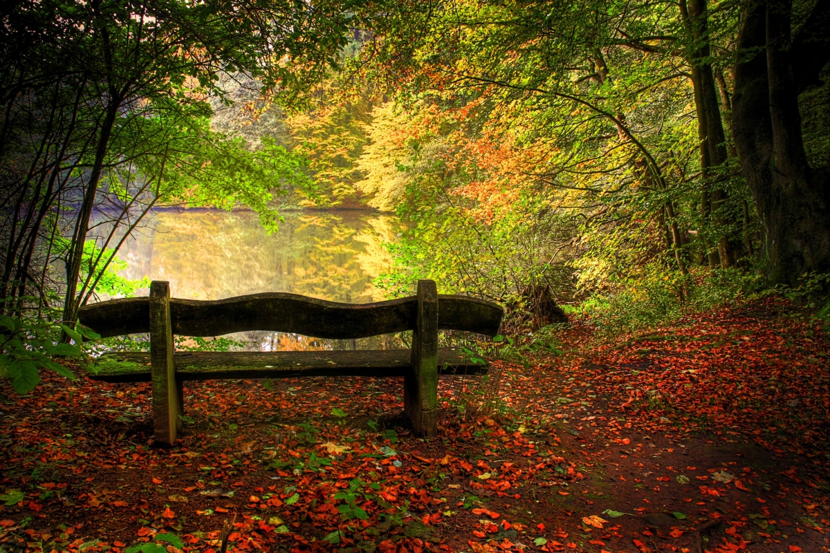 Lake, autumn, trees, chairs, fallen leaves
