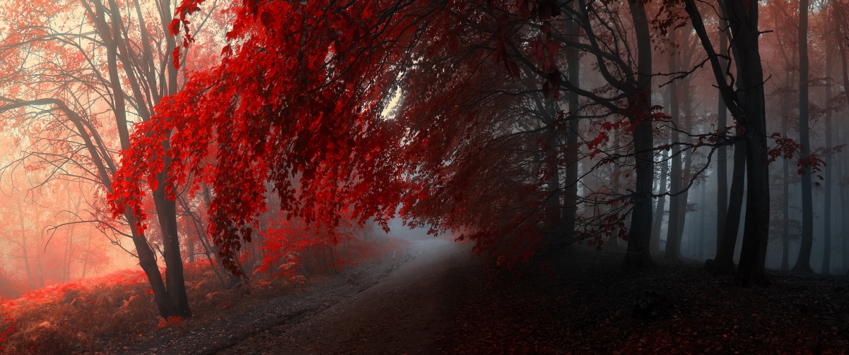 Red leaf forest landscape wallpaper 3440x1