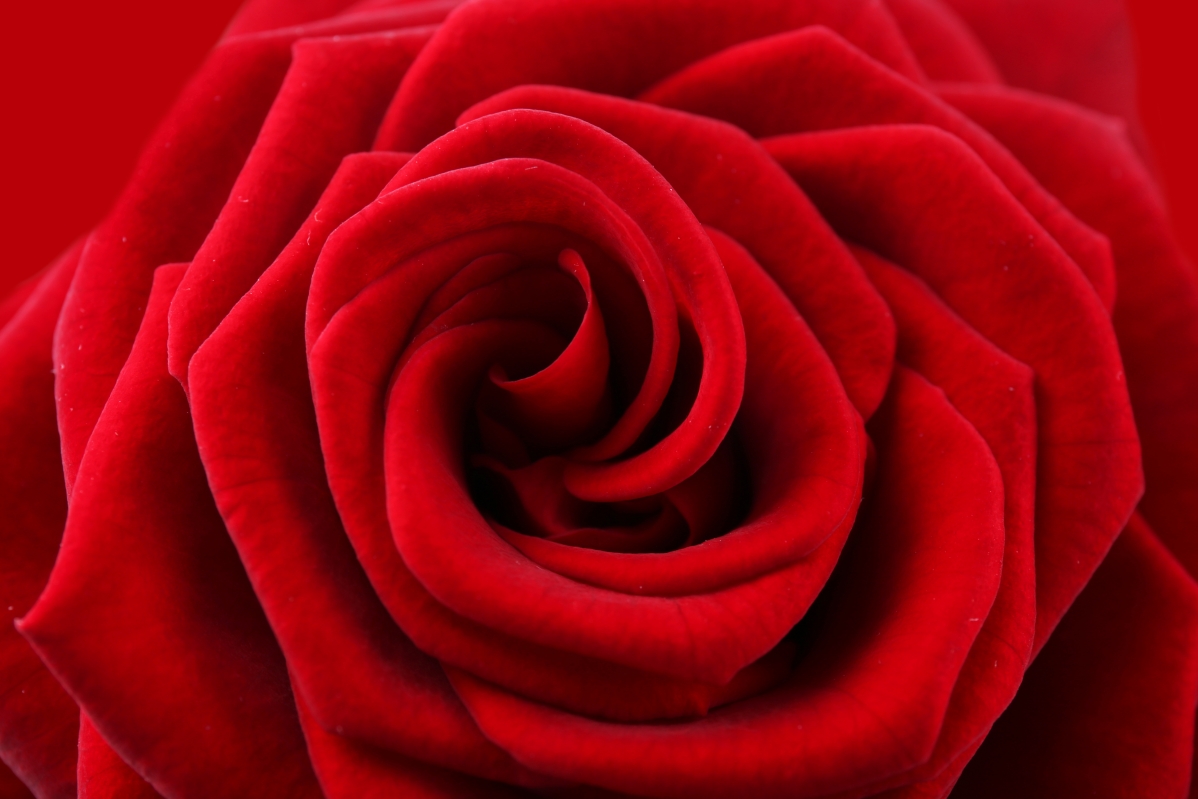 Red rose flower 5K wallpaper