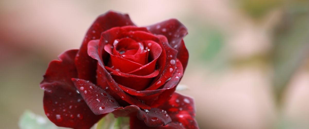 Red rose flower 3440x1440 wallpaper