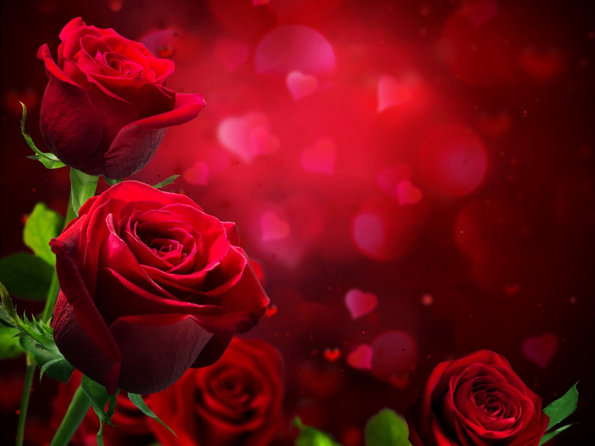 Red roses, flowers, photo map