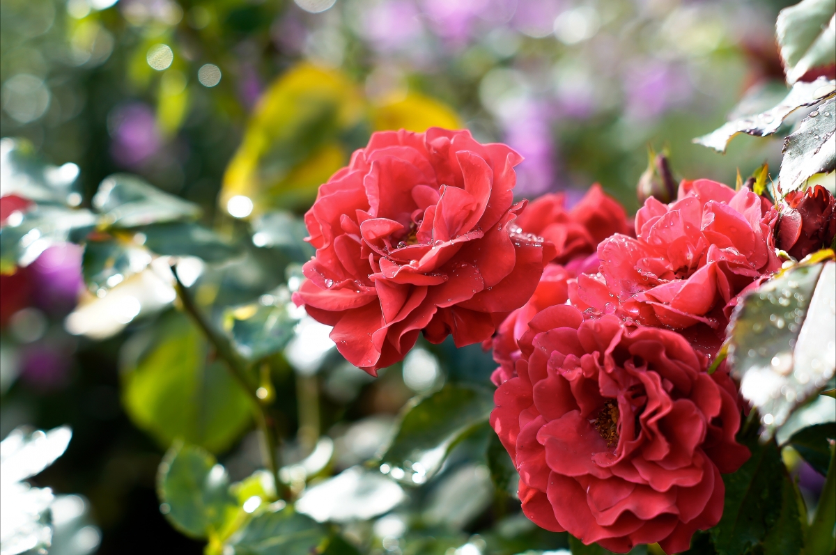 Red rose with dewdrop 4k picture