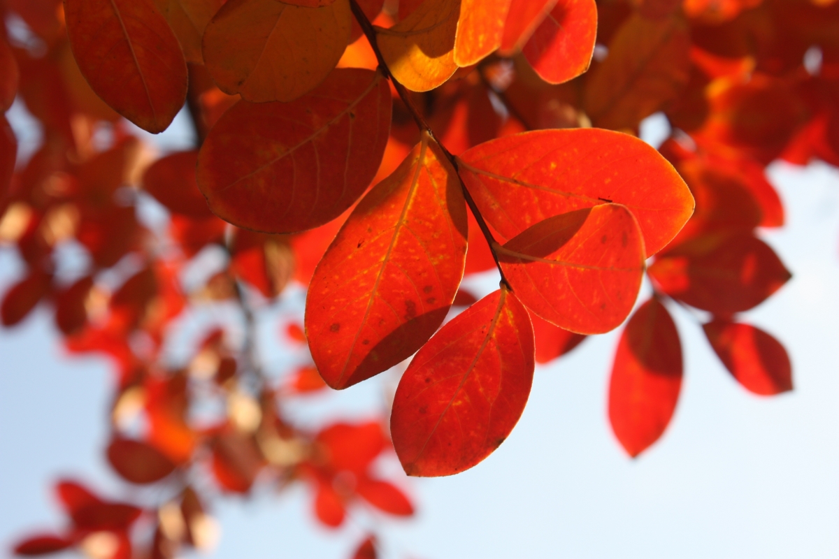 Red tree leaves photography pictures