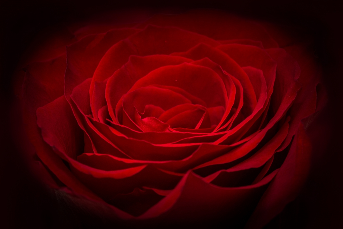 Red rose 5k picture