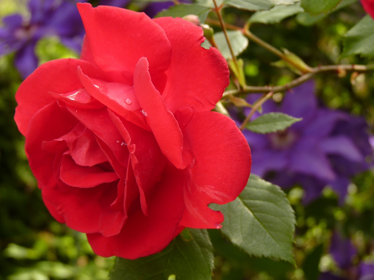 Red rose rose bloom 4K wallpaper