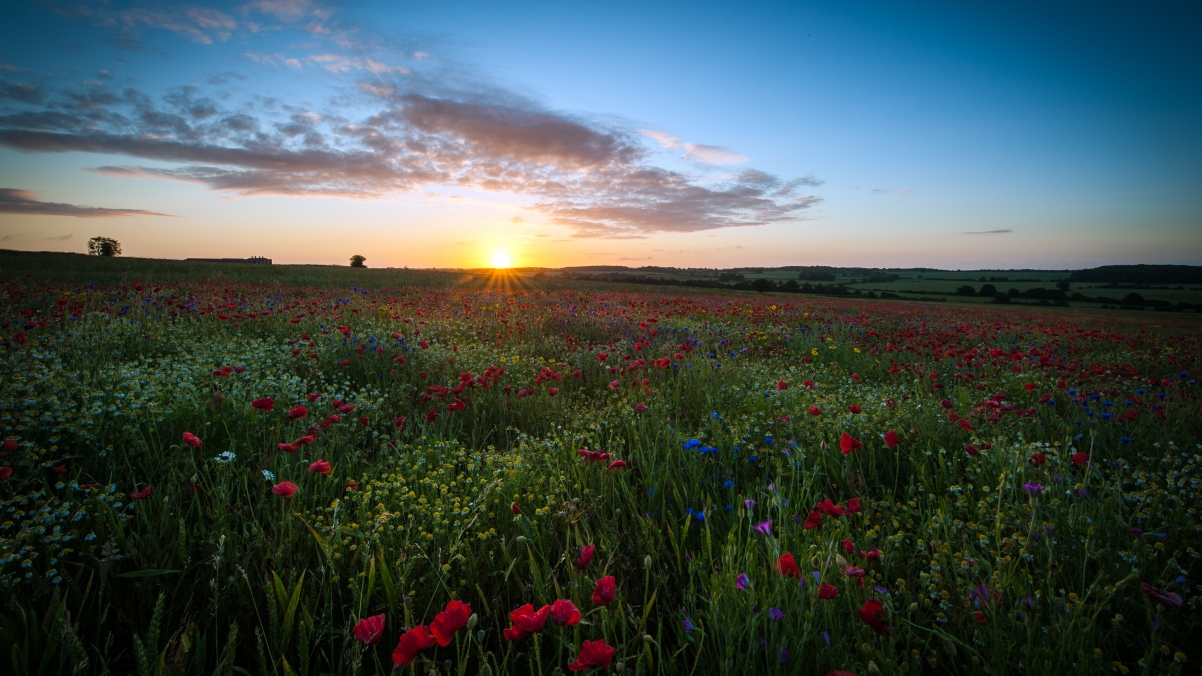 Hertfordshire, day on the poppy field