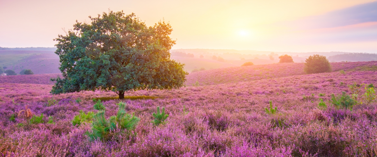 Sunrise landscape with lavender trees in the Netherlands