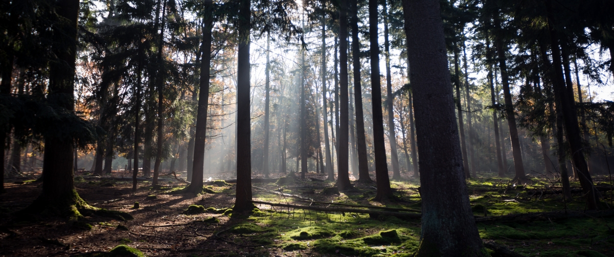 Dutch autumn sun shines through the woods