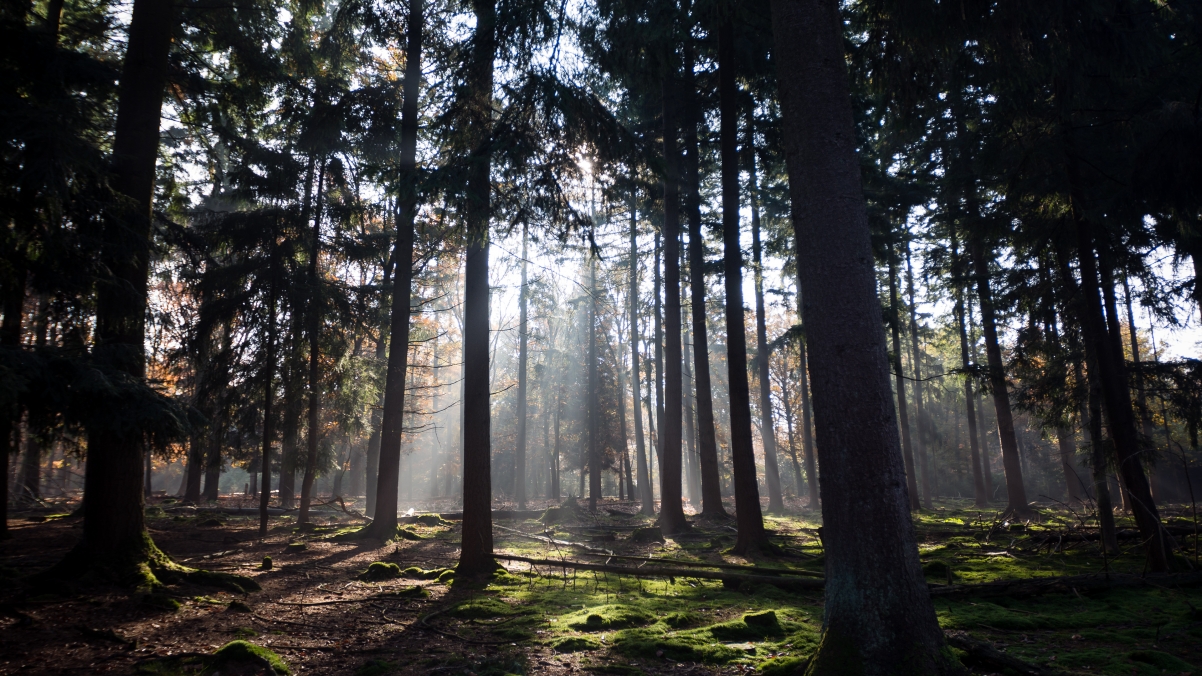Dutch autumn sun passes through the beauty