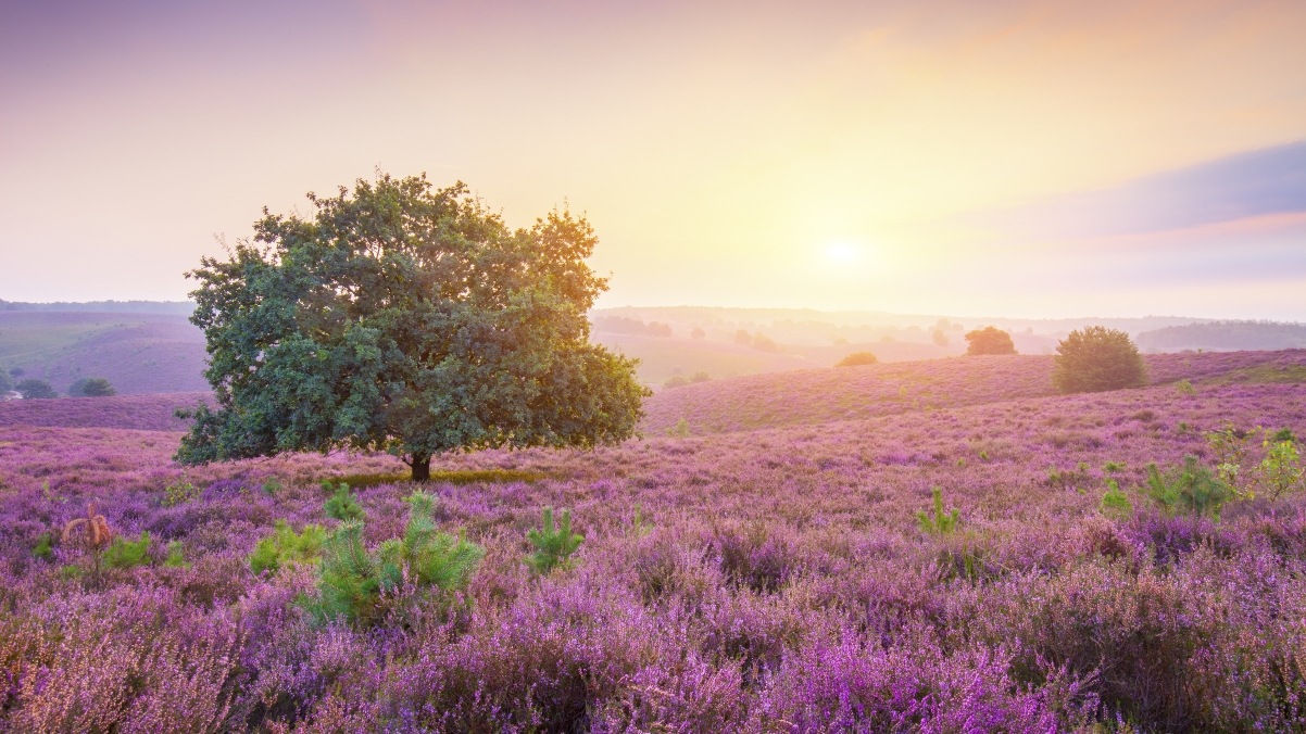 Dutch sunrise landscape 4K wallpaper