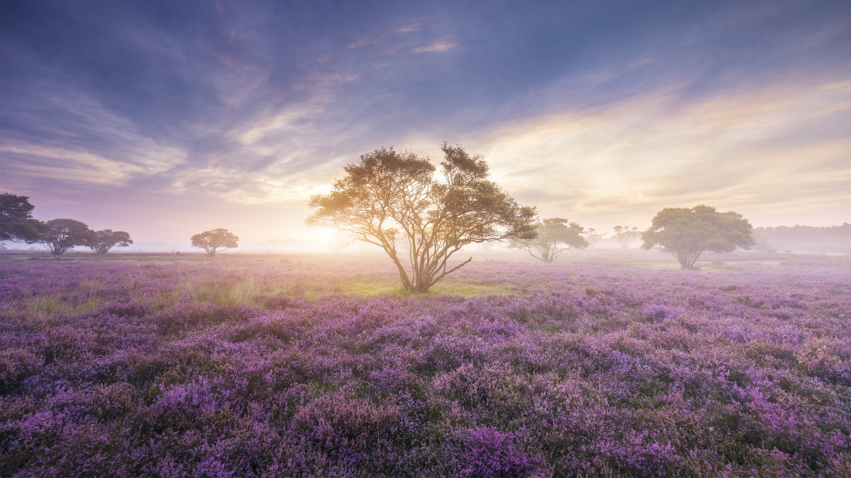 4K Scenery of Badlands in Broome, The Netherlands