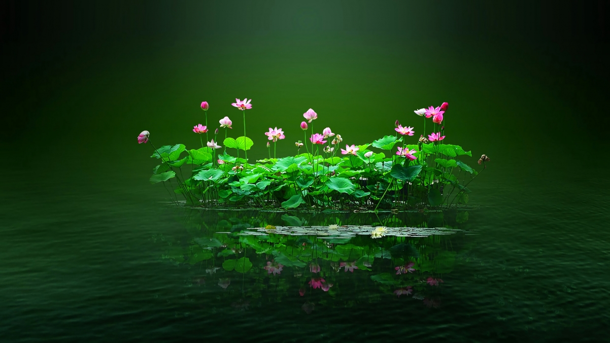 Lotus 4k wallpaper 3840x2160