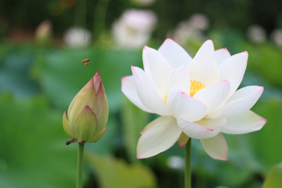 Lotus bee white lotus fresh