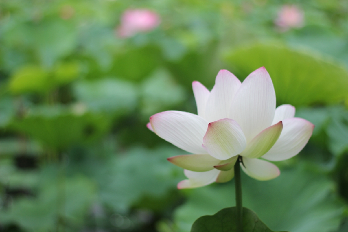 Lotus lotus artistic conception plant 5K
