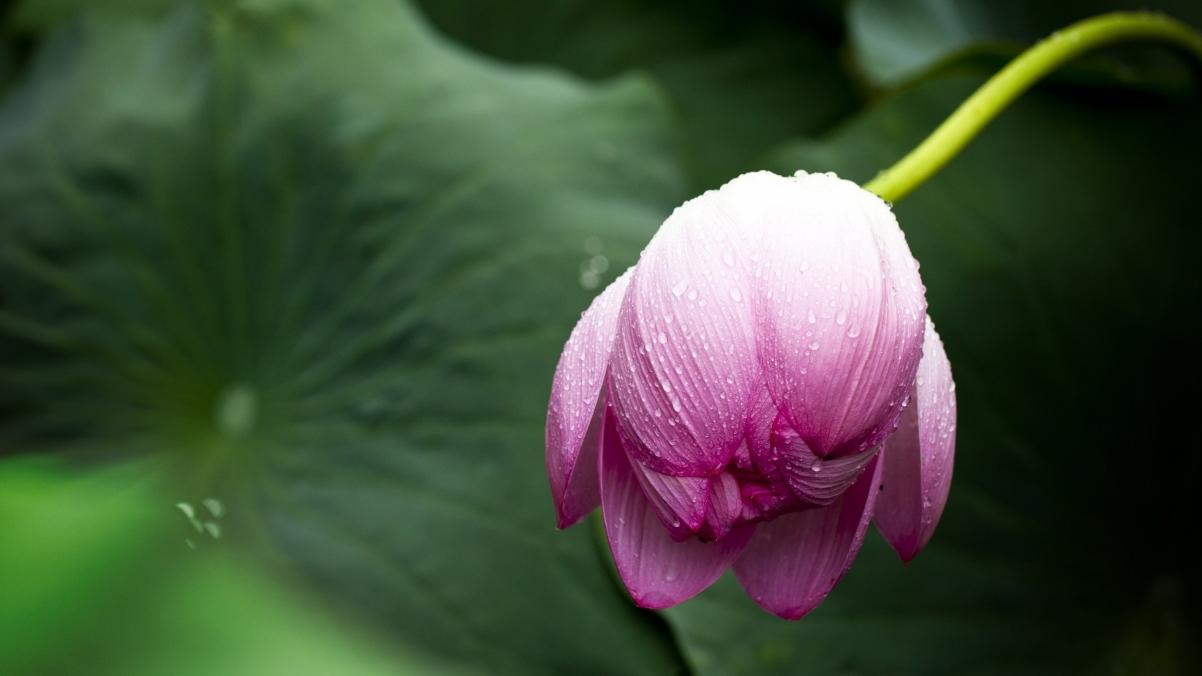 Lotus petals 4k wallpaper
