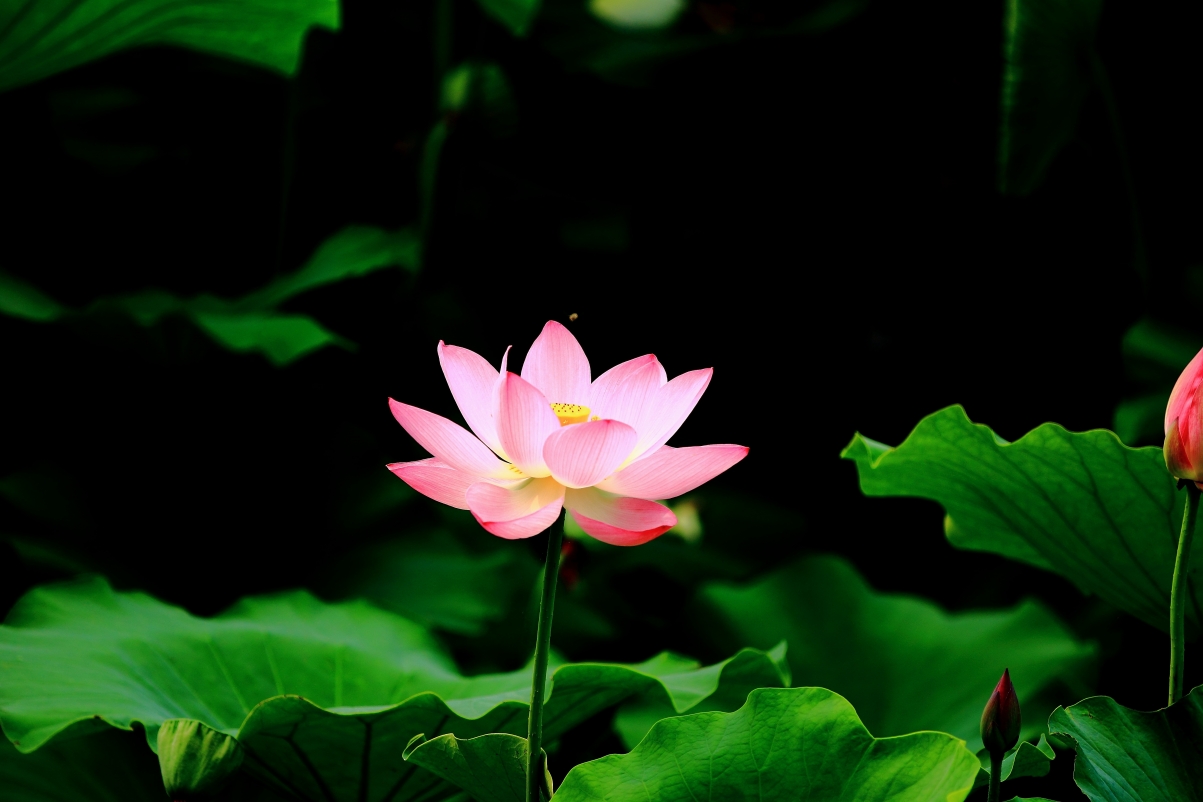 Lotus pond lotus leaf 5K lotus wall