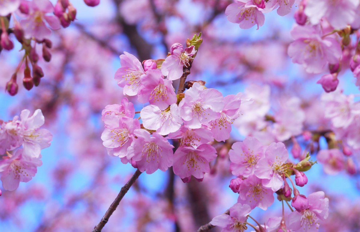 Hejin Sakura 4K Wallpaper